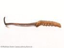 Cordyceps sinensis (Raupenpilz)