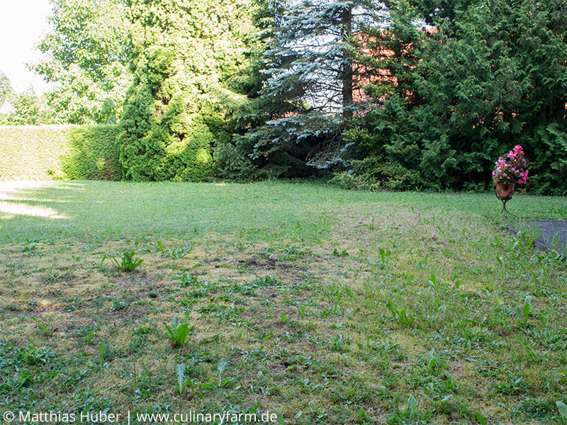 Einen Bio-Garten selber anlegen